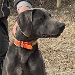Moose - Weimaraner