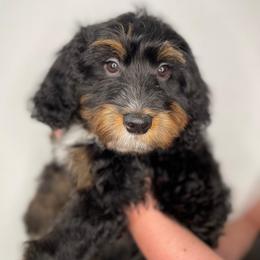 Stilton (dark green) - Tri-color male Bernedoodle puppy in Surprise, Arizona from Huckleberry Doodles
