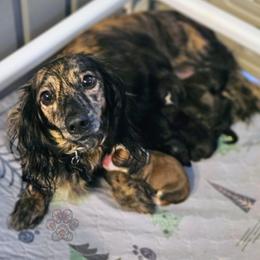 Dachshund puppies from Treasure Dachshunds