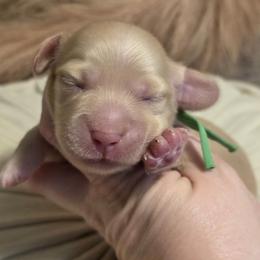 Boy 1 - Cream male Dachshund puppy in Romney, Indiana from Brown's Valley Dachshunds