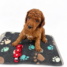 Copper - Red  male Poodle puppy in Mount Vernon, Illinois from AMC Poodles