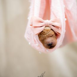Goldendoodle Puppies from Herrera Family