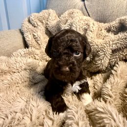 Boy 3 - male Lagotto Romagnolo puppy in North Augusta, South Carolina from Carolina Lagotto