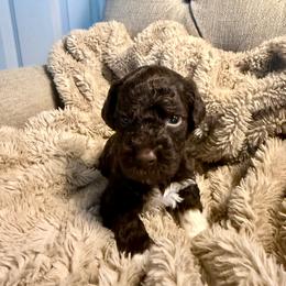 Boy 3 - male Lagotto Romagnolo puppy in North Augusta, South Carolina from Carolina Lagotto
