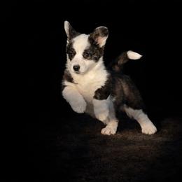 Nutmeg - Brindle and white female Cardigan Welsh Corgi puppy in Kerens, West Virginia from Leather & Lace