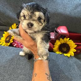 Xander - Black & tan tri-color male Morkie puppy in Taylorsville, North Carolina from Mountain Top Hot Tailz