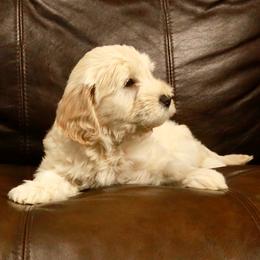 Goldendoodle Puppies from 307 Mini Goldendoodle