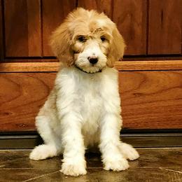 Layla - Caramel cream Labradoodle puppy in Weatherford, Texas from Oodles of poodles and doodles