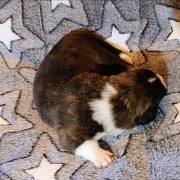 Cherie - Brindle and white female Cardigan Welsh Corgi puppy in Paonia, Colorado from Electric Mountain Cardigan Corgis