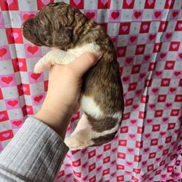 Bunny - female Newfypoo puppy in Mckenzie, Tennessee from Small Town Doodles & Poodles
