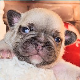 Boy 2 - Honey Bun - Fawn male French Bulldog puppy in Elberton, Georgia from Ioney's Southern Paws Shelties, Frenchies, and Yorkies