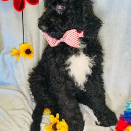 Johnny Cash - Black and white Bernedoodle puppy in Branson West, Missouri from Ozark Acres LLC