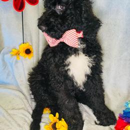 Johnny Cash - Black and white Bernedoodle puppy in Branson West, Missouri from Ozark Acres LLC