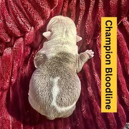 Kupalu - Lilac tri-color female Bulldog puppy in Tremonton, Utah from Snuggle Pups