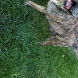 Sàga  - Olde English Bulldogge