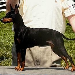 Manchester Terrier All Grown Up from Burmack Manchester Terriers