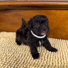 Conner - Brown male Maltipoo puppy in Lawrenceburg, Tennessee from LUV Poodles and Maltipoos