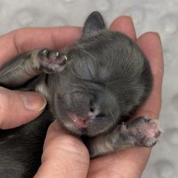 Danny - Blue male Shih Tzu puppy in Springboro, Ohio from Shih Tzus of Springboro LLC.