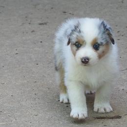 Budweiser - Blue merle male Australian Shepherd puppy in Cape Girardeau, Missouri from Promise Keeper Kennel