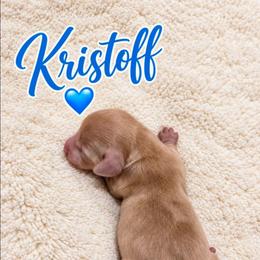 Kristoff - Fawn (Isabella) male Dachshund puppy in Vacaville, California from SchmooterBabies