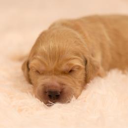 Girl 2 - Golden female Golden Retriever puppy in Hayward, California from East Bay Golden Retrievers