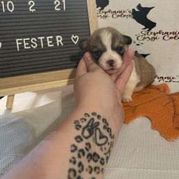 Pembroke Welsh Corgi Puppies from Stephanie’s Corgi Colony