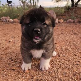 AKC Aiko - Brown, black overlay female Akita puppy in Tombstone, Arizona from WeVolution Off-Grid