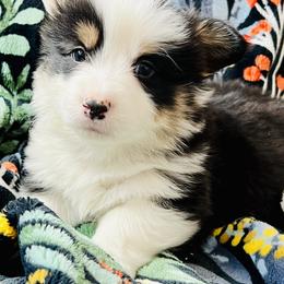 Pembroke Welsh Corgi Puppies from Nunas Corgis