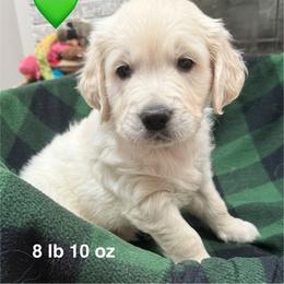 Boy 1 - Light golden male Golden Retriever puppy in Clyde, Michigan from Shady Creek Goldens