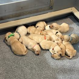 Girl 8 - Yellow female Labrador Retriever puppy in Britton, South Dakota from FR Labs