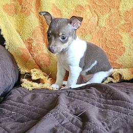 Girl 3 - Chocolate and white female Teddy Roosevelt Terrier puppy in Troy, Ohio from Wiggle Wags Miniature American Shepherds