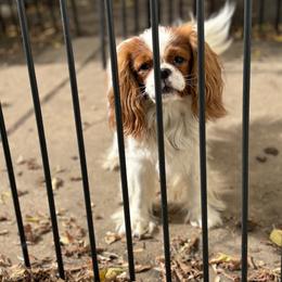 Cavalier King Charles Spaniel Puppies from Family first cavaliers