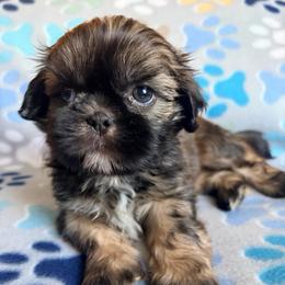 Freddie - Red male Shih Tzu puppy in Hemet, California from Aloha Shih Tzu