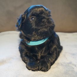 Shih Tzu All Grown Up from LiL SHiHTZ