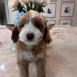 Daisy - Red and white female Cockapoo puppy in Sacramento County, California from Sac-Town Poodles and Doodles