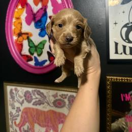 Wally - Cream male Dachshund puppy in Coatesville, Indiana from ADH Dachshunds