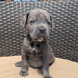 Red collar: Till - Gray brindle male Cane Corso puppy in Franktown, Colorado from Earth and Ship Cane Corso