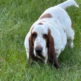 Mabel - Basset Hound