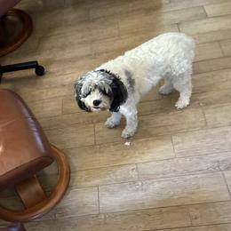 Cavapoo puppies from VitPom Puppies