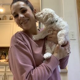 Lagotto Romagnolo Puppies from CreekSide Lagotto