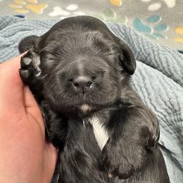 Courage - Black male Cocker Spaniel puppy in Cincinnati, Ohio from Abundance of Joy LLC Cocker Spaniels
