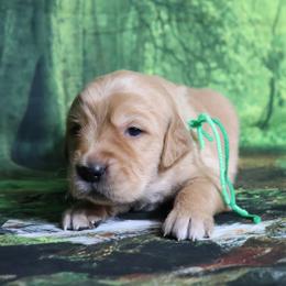 Larch green collar - Dark golden male Golden Retriever puppy in Great Falls, Montana from VS Golden Fields