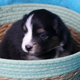 Sybil - Black tri-color female Australian Shepherd puppy in Springville, New York from RisingStar Australian Shepherds