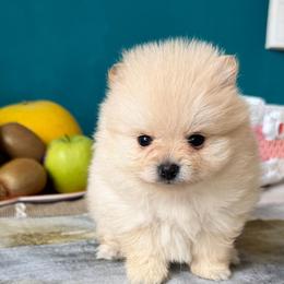 Bella - Cream parti female Pomeranian puppy in Brooklyn, New York from Svitlana's Pomeranians