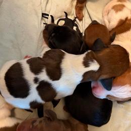 Biscuit - Piebald male Dachshund puppy in Athens, Texas from County Road Puppies