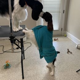 English Springer Spaniel All Grown Up from Solaire Springers