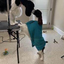 English Springer Spaniel All Grown Up from Solaire Springers