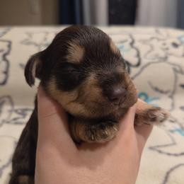Pippin - Liver female Miniature Schnauzer puppy in Graham, Washington from Olivia's Miniature Schnauzer's