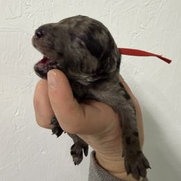 Blitzen - Merle male Goldendoodle puppy in Windsor, Colorado from Front Range Family Doodles