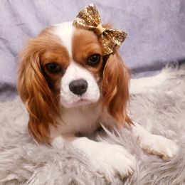 Cavalier King Charles Spaniels from Holliday Cavalier King Charles Spaniels